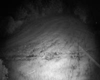 WatchTheDeer.com Live Cameras